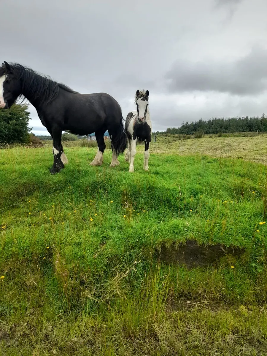 Cob Filly foal - Image 3