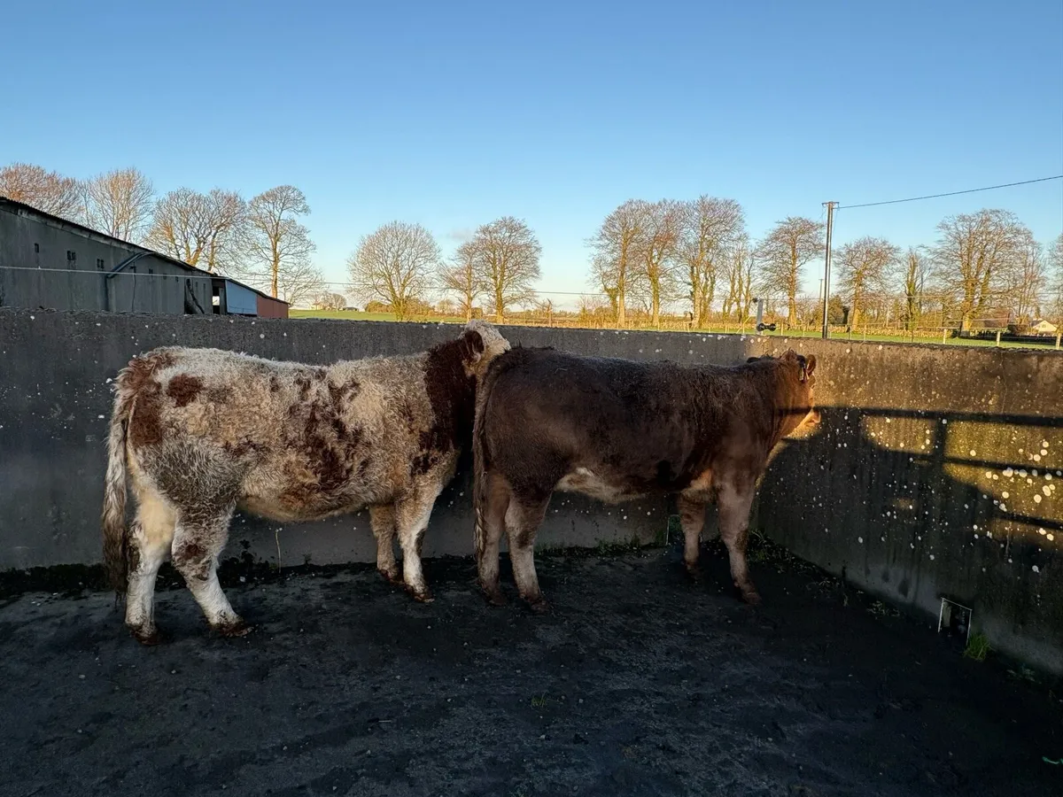 2 Bulling Heifers - Image 2