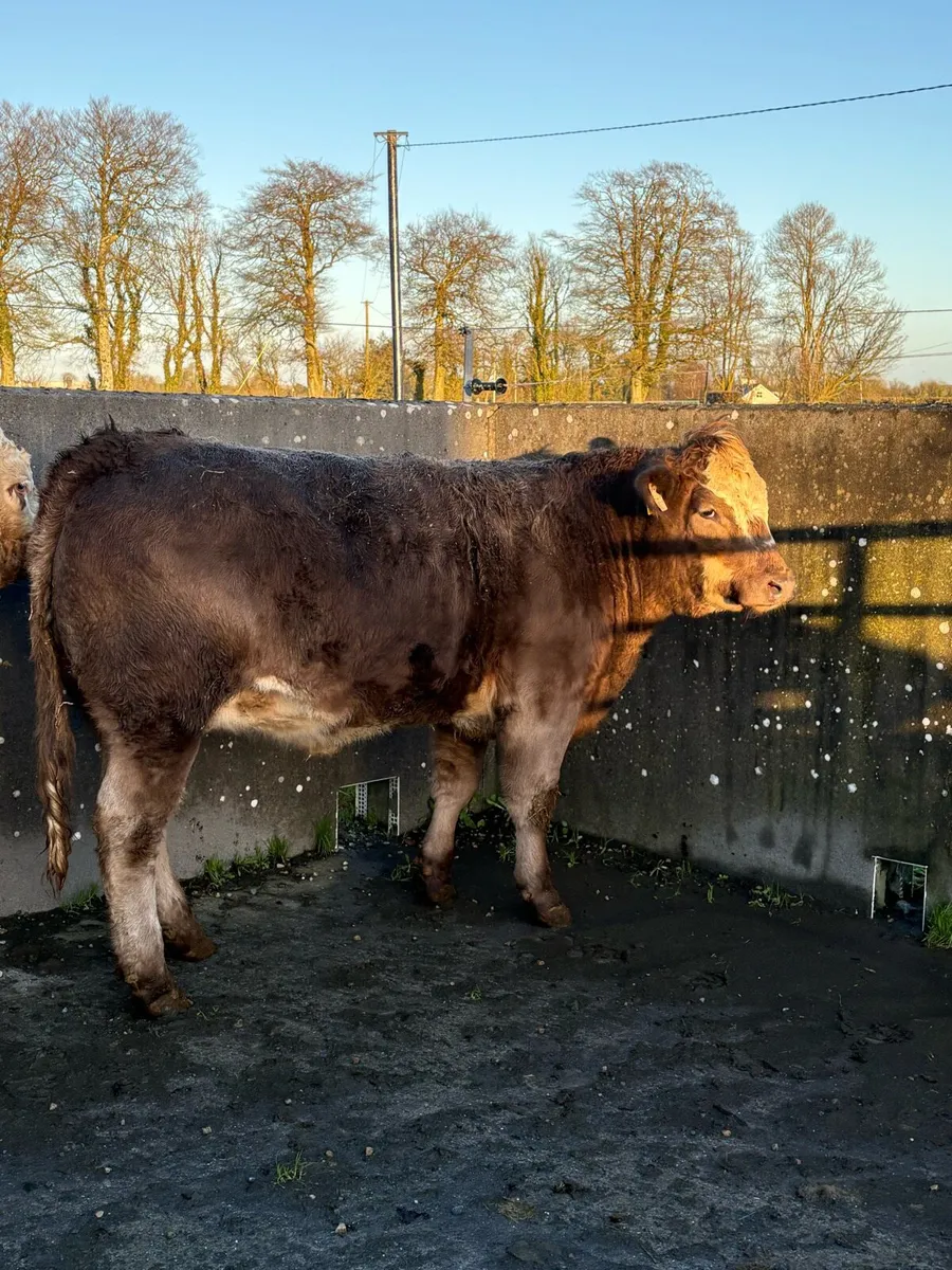 2 Bulling Heifers - Image 3