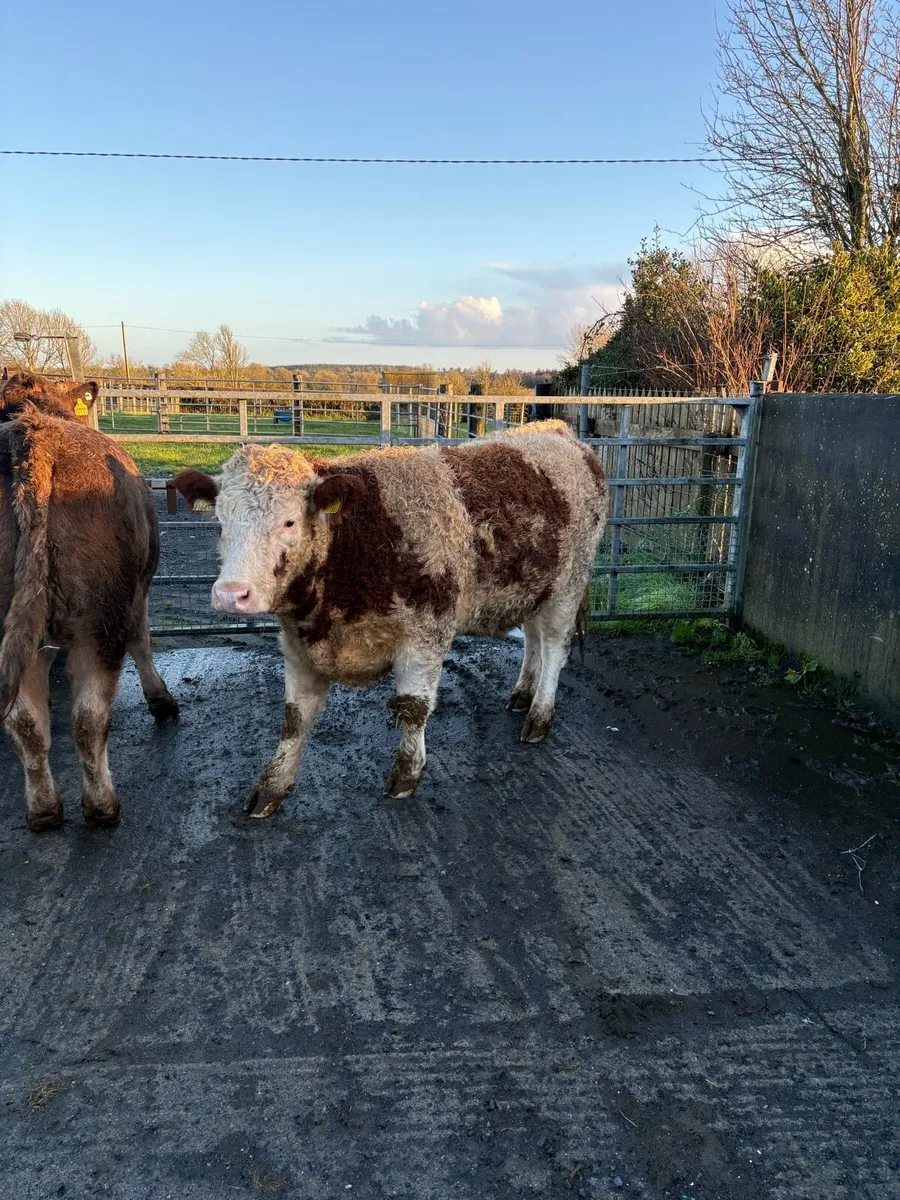 2 Bulling Heifers - Image 4