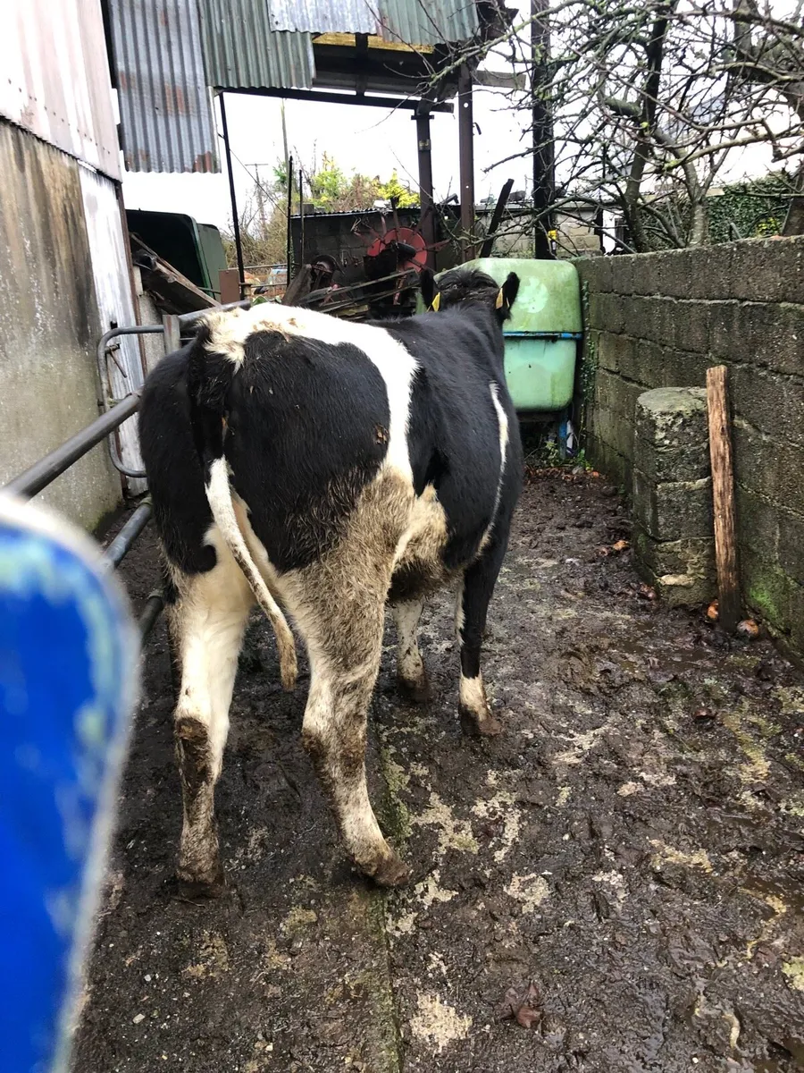 Dairy Heifer - Image 3