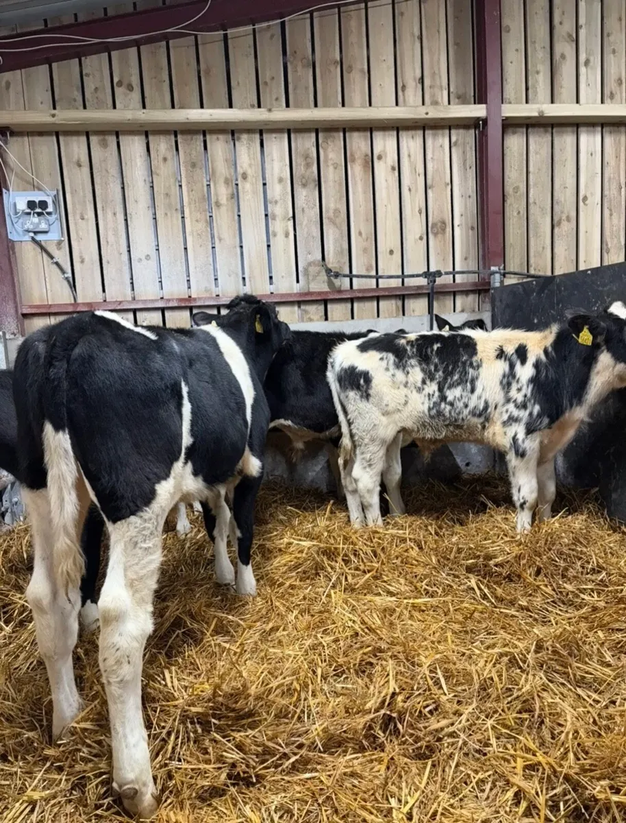 5 super bull Weanlings for sale no movements - Image 1