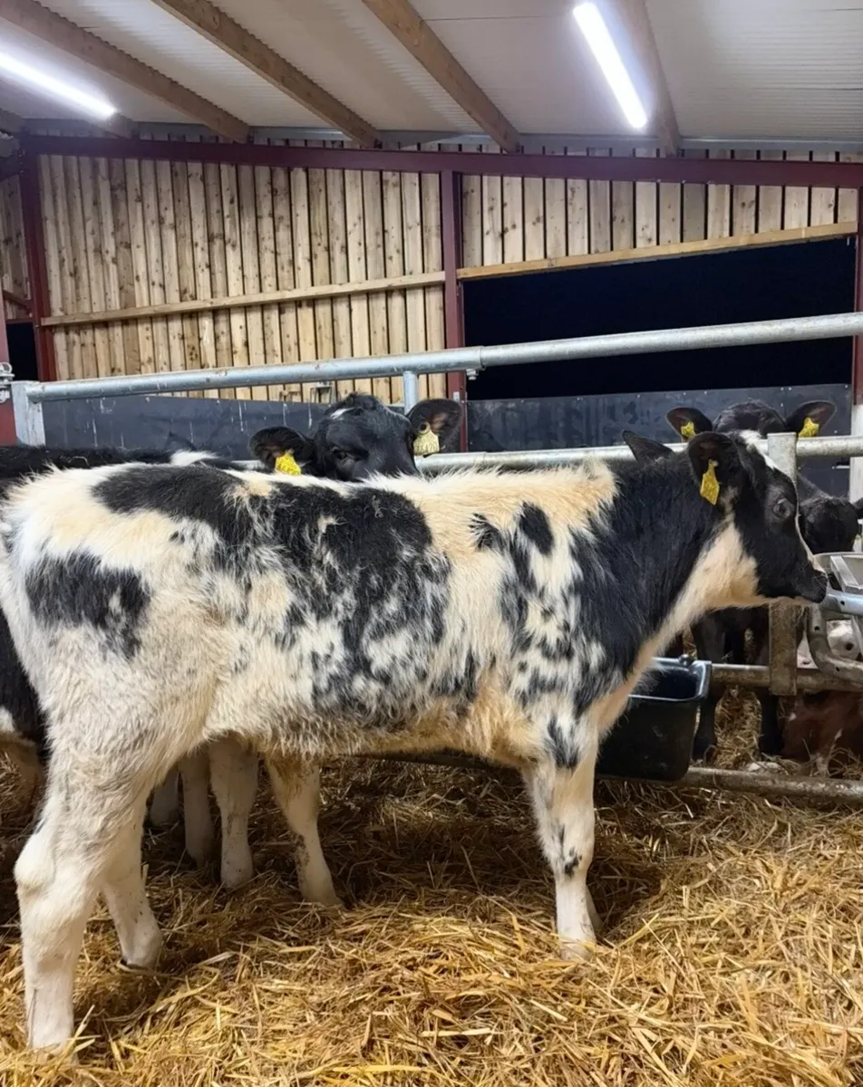 5 super bull Weanlings for sale no movements - Image 2