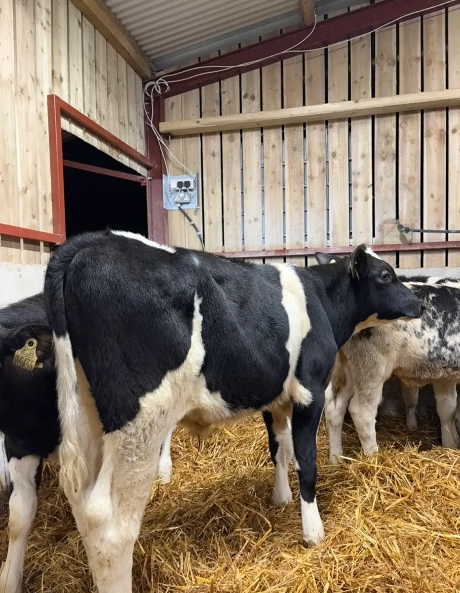 5 super bull Weanlings for sale no movements - Image 3