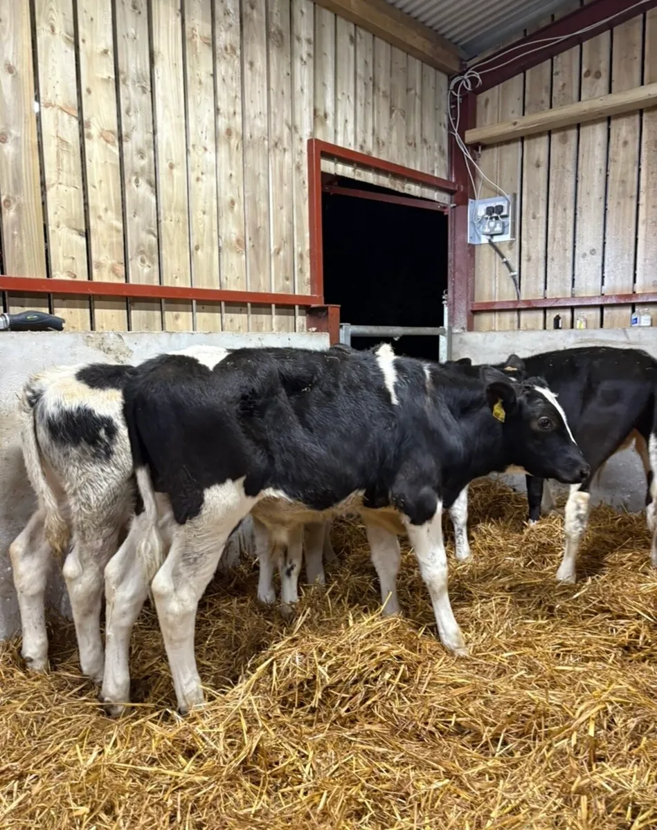 5 super bull Weanlings for sale no movements - Image 4