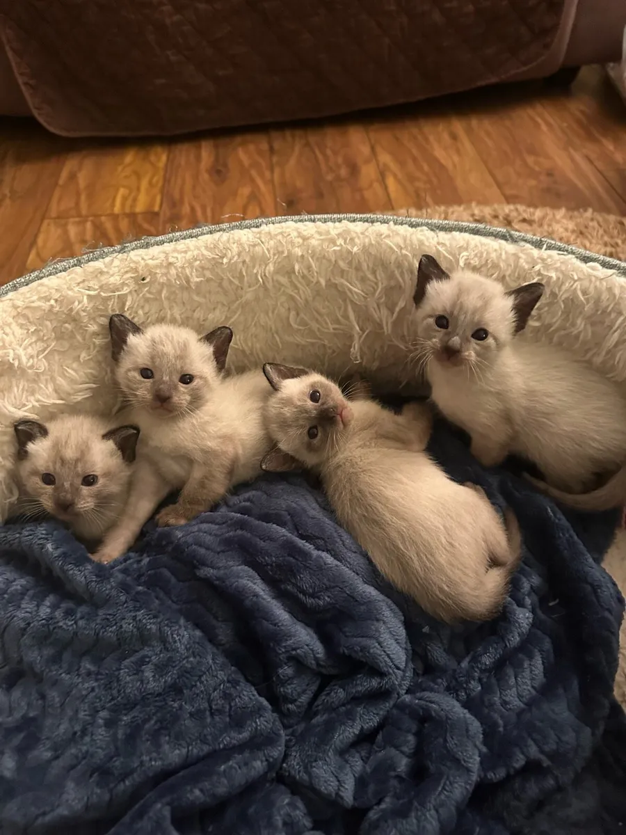Beautiful Siamese Kittens ~ 3 LEFT ~ - Image 1