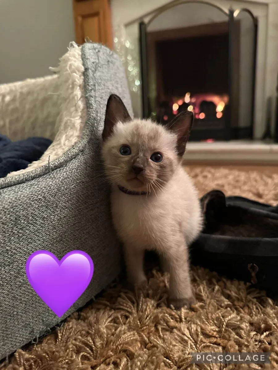 Beautiful Siamese Kittens ~ 3 LEFT ~ - Image 2
