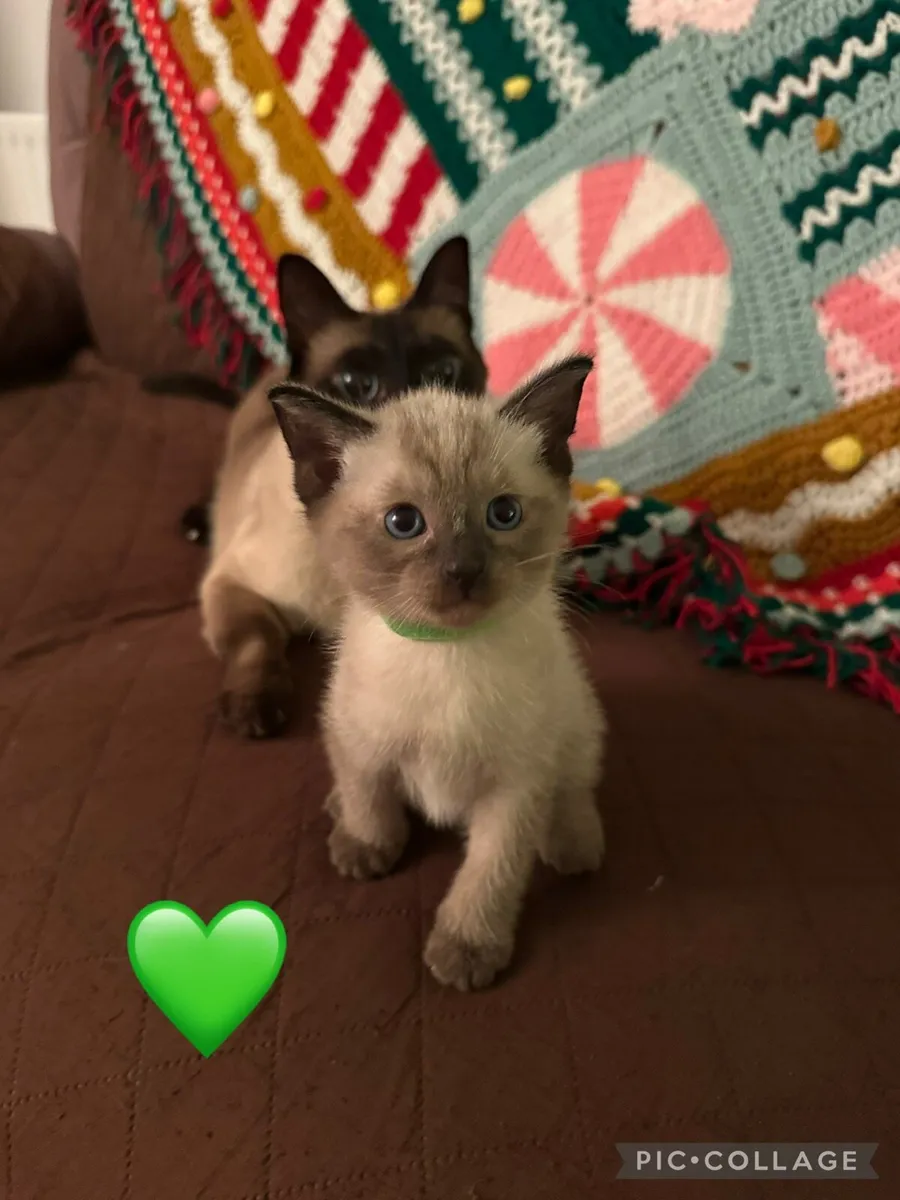 Beautiful Siamese Kittens ~ 3 LEFT ~ - Image 3
