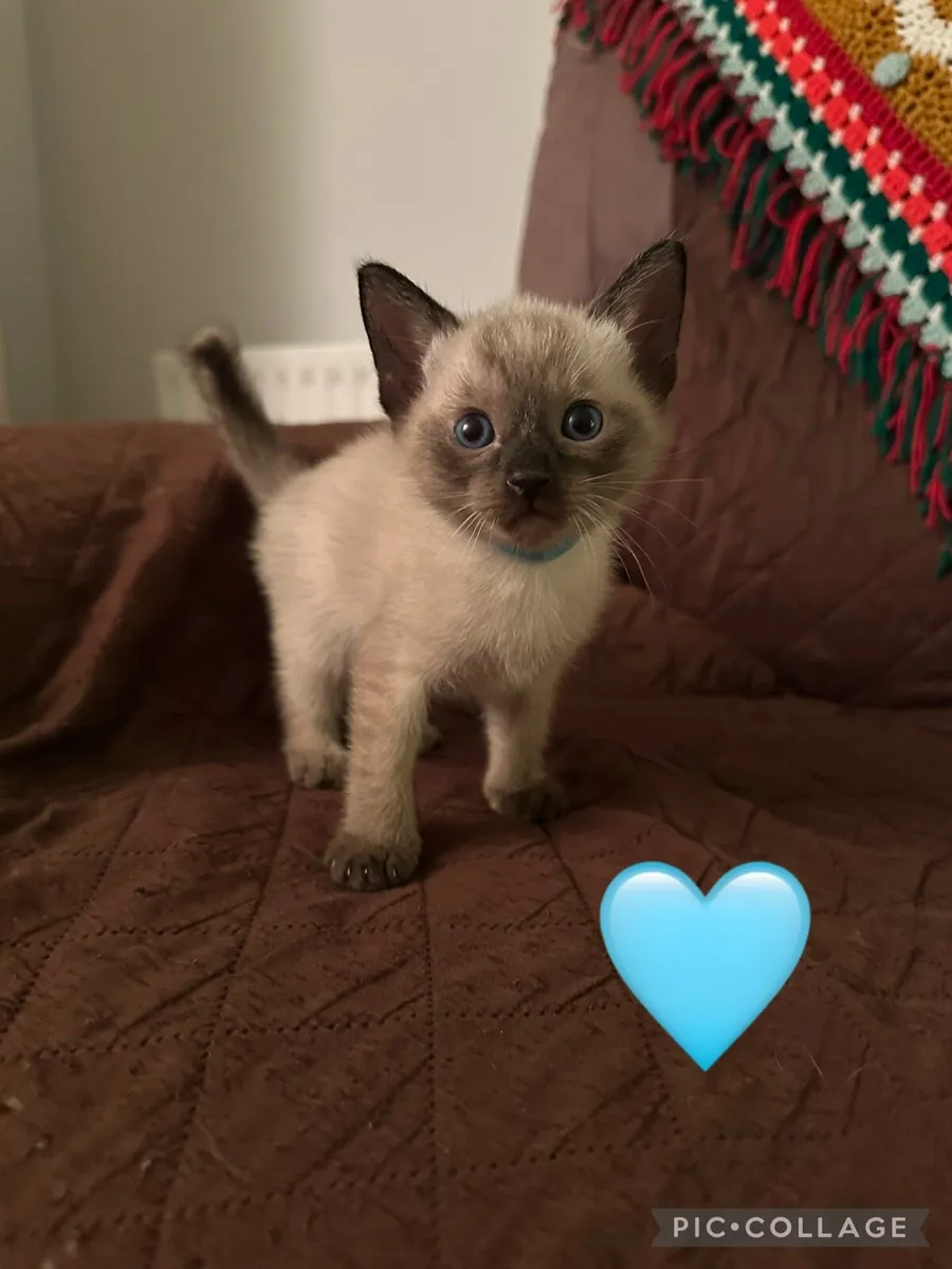 Beautiful Siamese Kittens ~ 3 LEFT ~ - Image 4