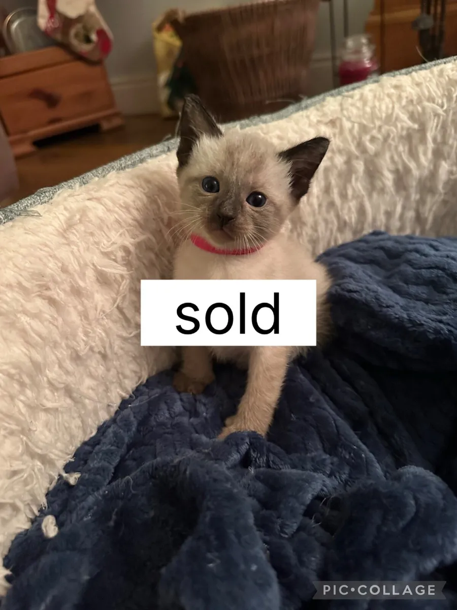 Beautiful Siamese Kittens ~ 2 LEFT ~ - Image 4