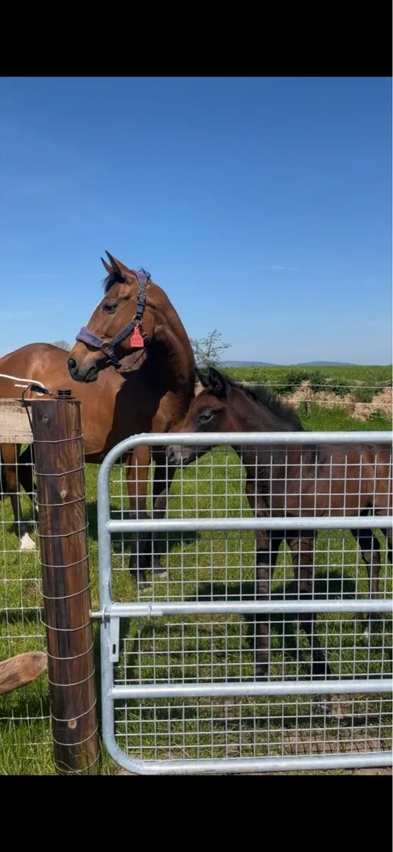 Thoroughbred Broodmare - Image 1