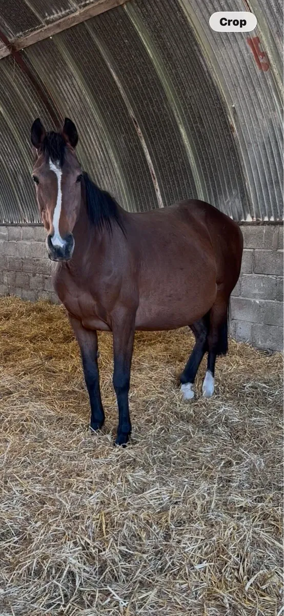 Thoroughbred Broodmare - Image 2