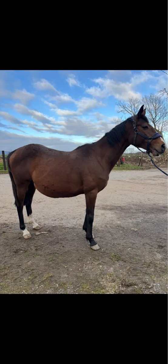 Thoroughbred Broodmare - Image 3