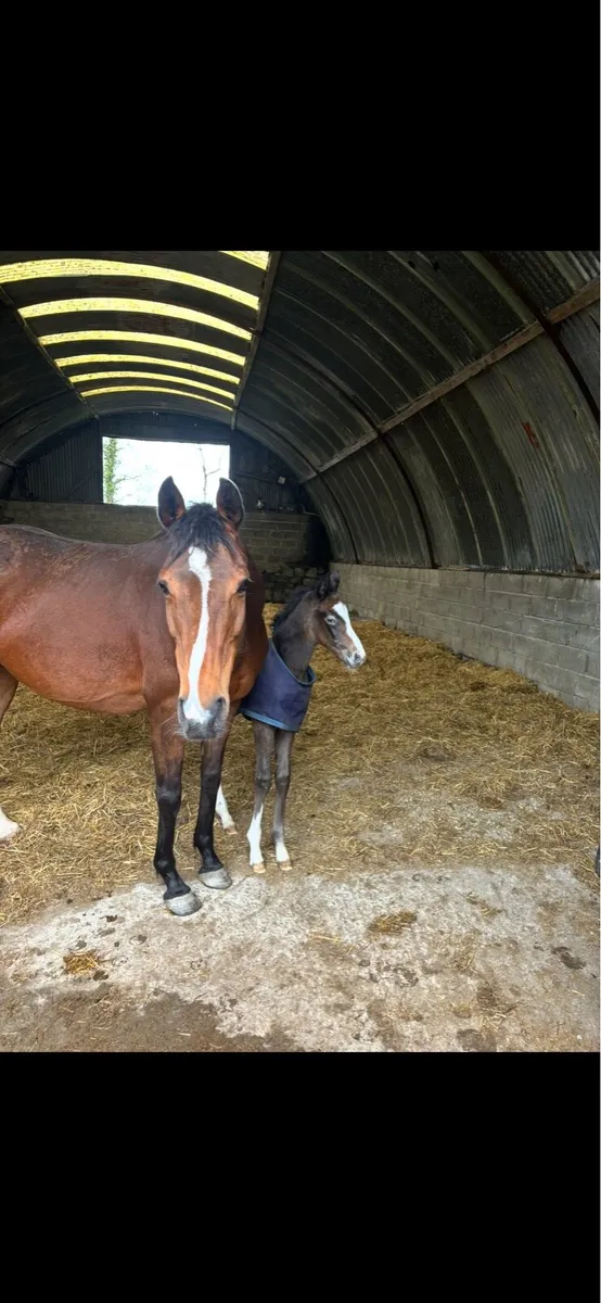 Thoroughbred Broodmare - Image 4