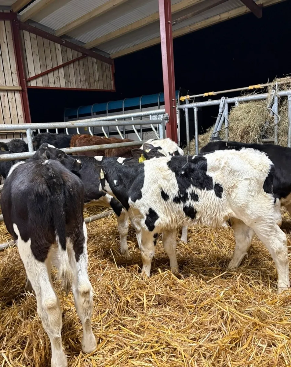 11 super well reared fr runners NO MOVEMENTS - Image 1