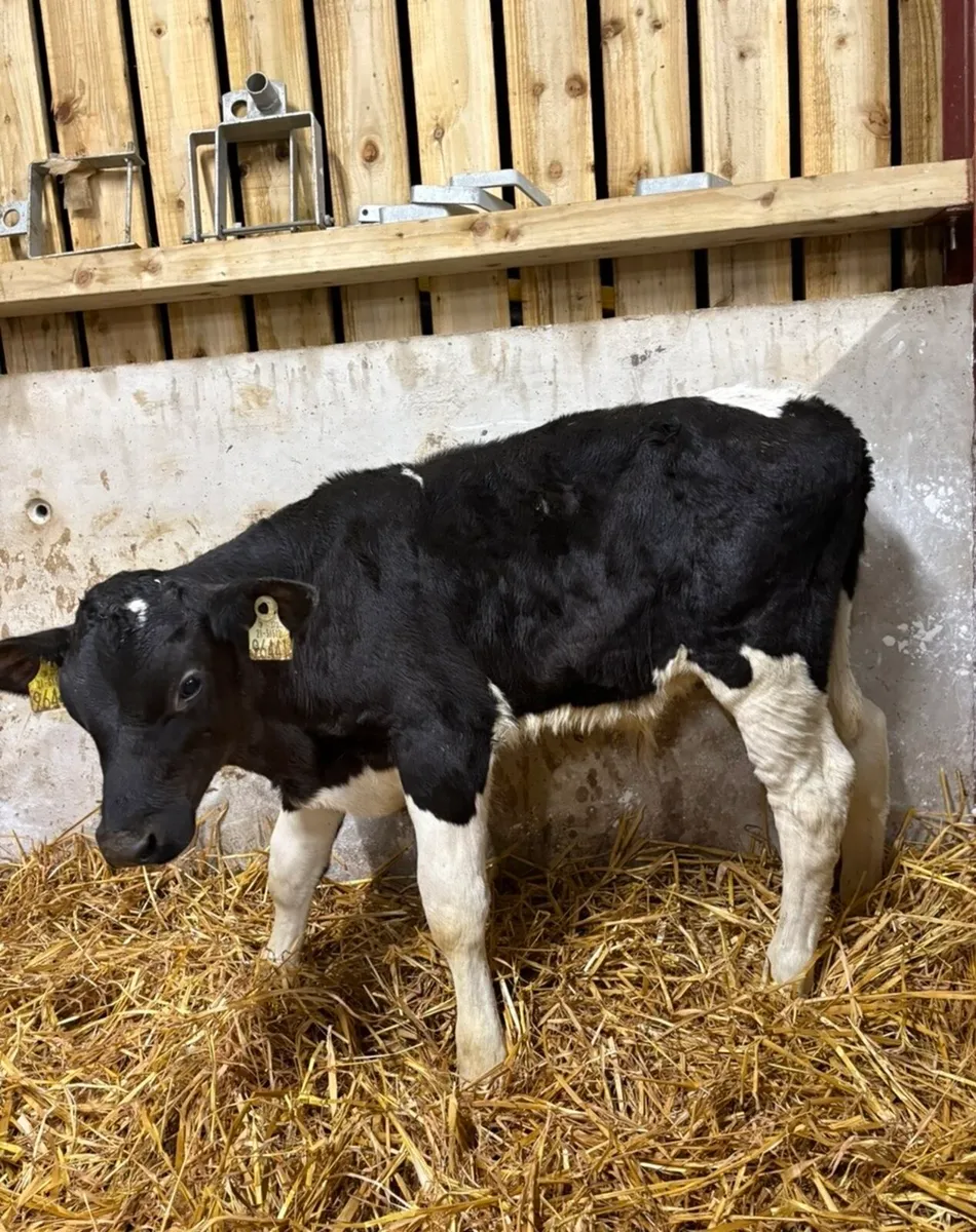 11 super well reared fr runners NO MOVEMENTS - Image 3