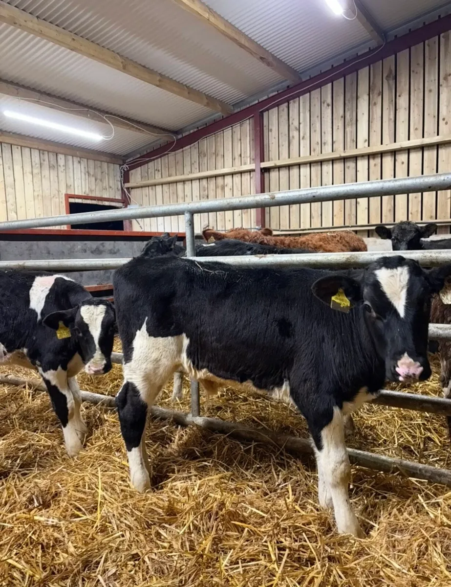 11 super well reared fr runners NO MOVEMENTS - Image 4