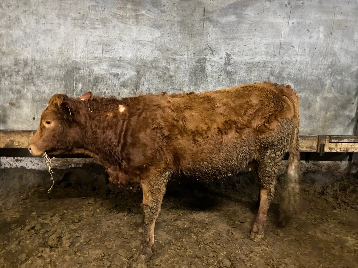 Incalf heifer - Image 1