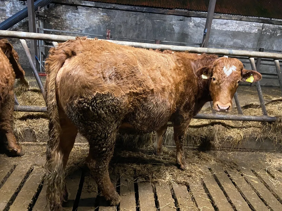 Incalf heifer - Image 2