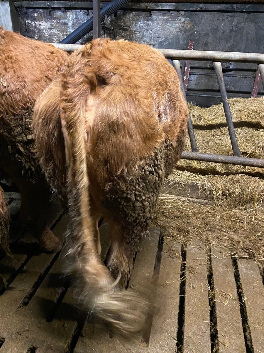 Incalf heifer - Image 3