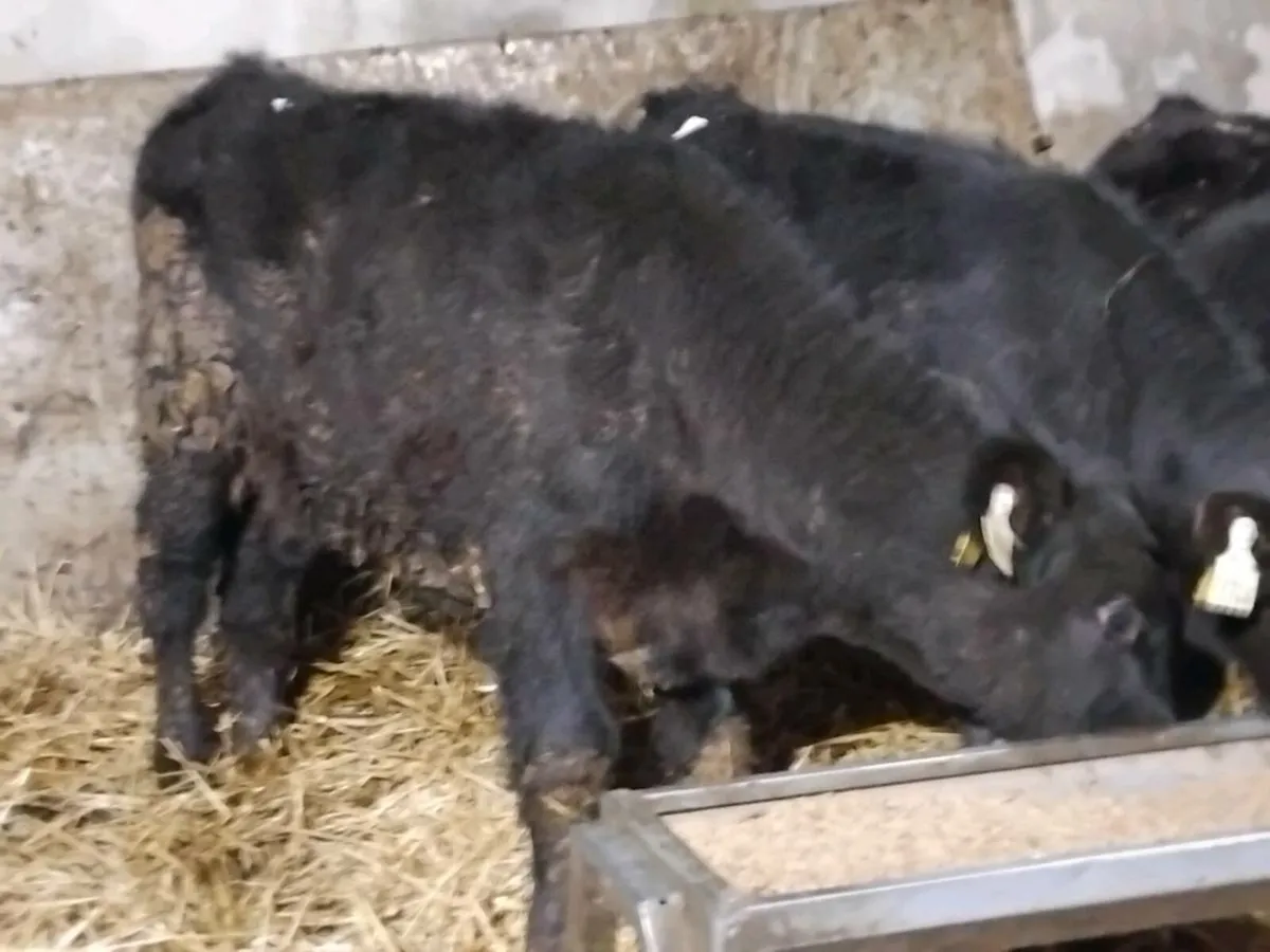 3 Quality Angus Bull Runners - Image 2