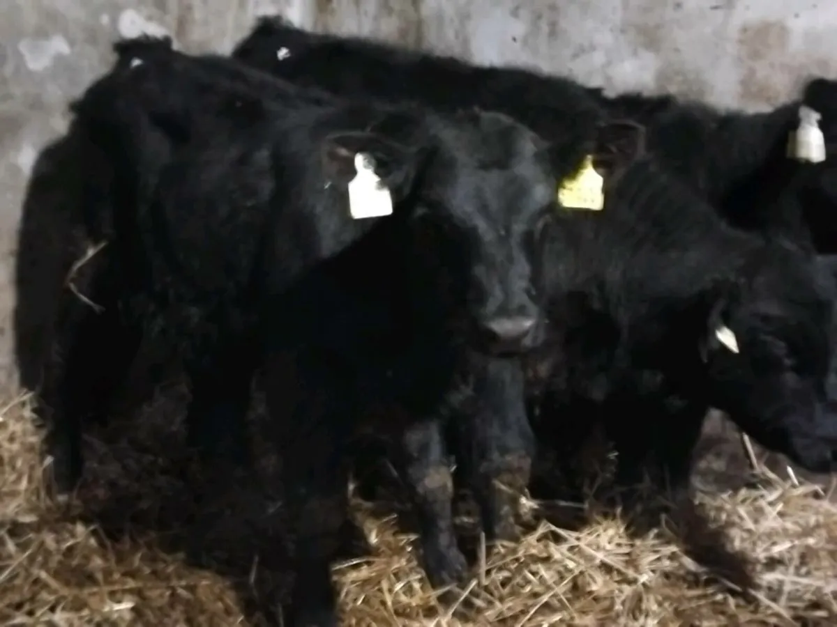 3 Quality Angus Bull Runners - Image 3
