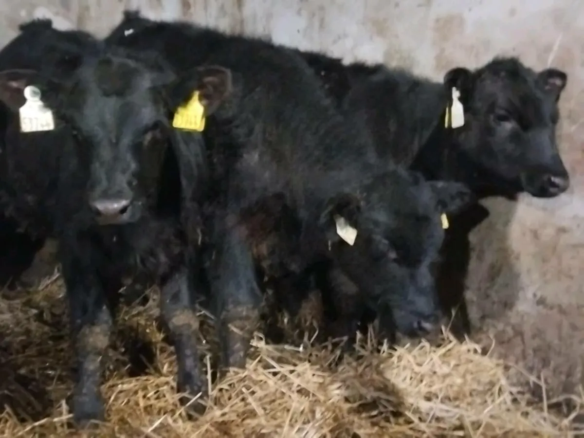 3 Quality Angus Bull Runners - Image 1