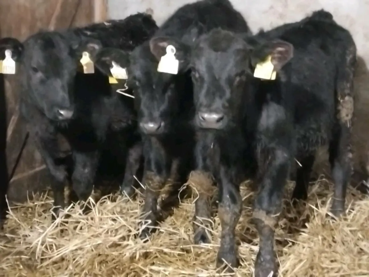 3 Quality Angus Bull Runners - Image 4