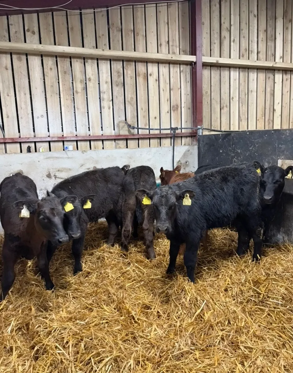 6 super Angus runners - Image 1