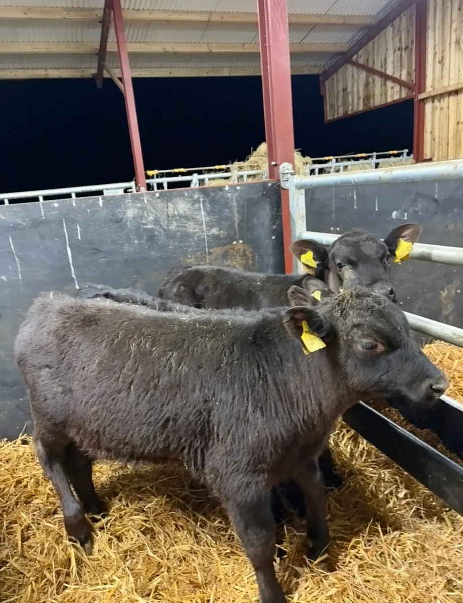 6 super Angus runners - Image 2