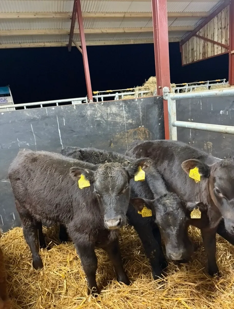 6 super Angus runners - Image 3