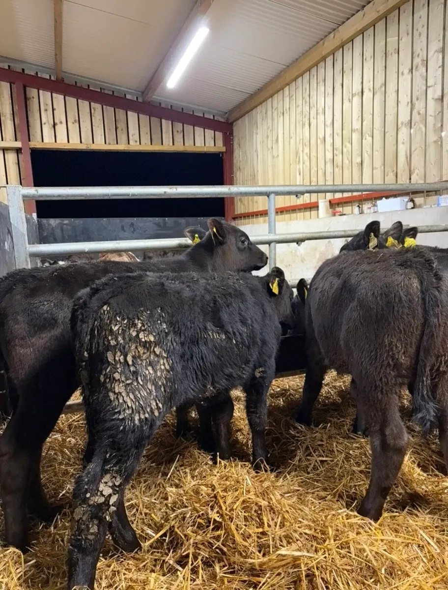 6 super Angus runners - Image 4