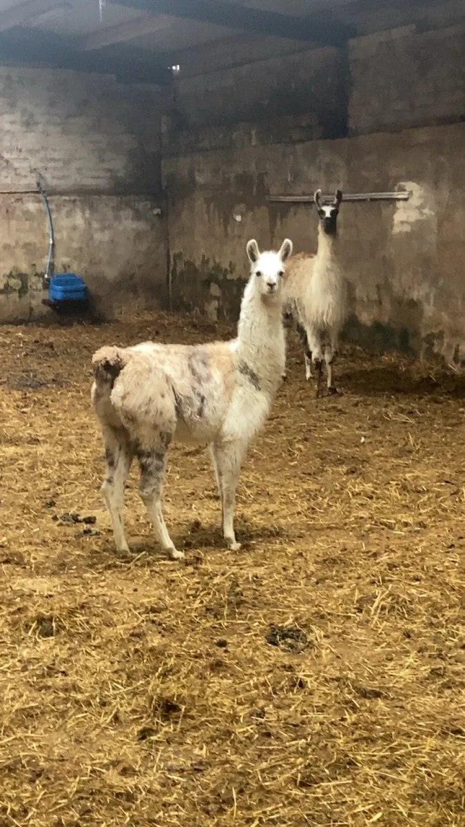 Llama and cria - Image 1