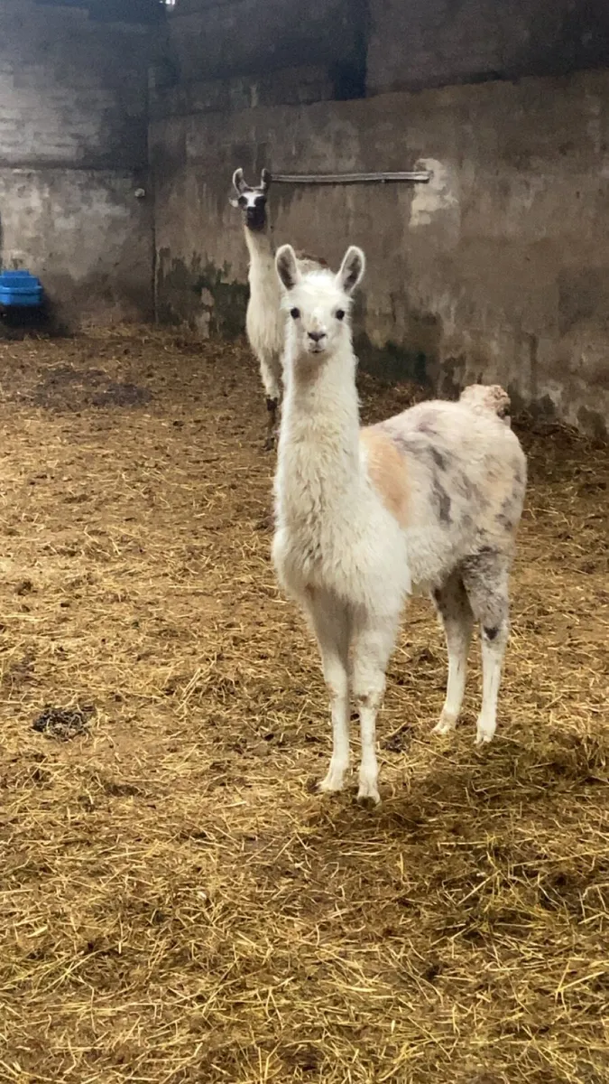 Llama and cria - Image 2