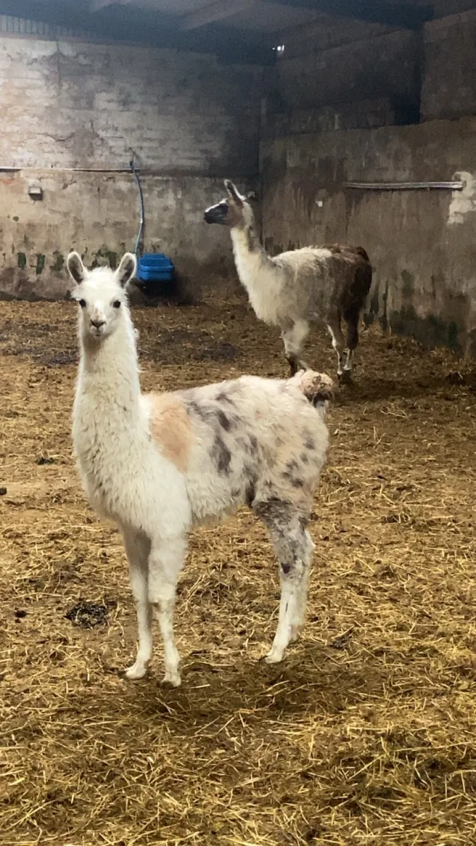 Llama and cria - Image 4