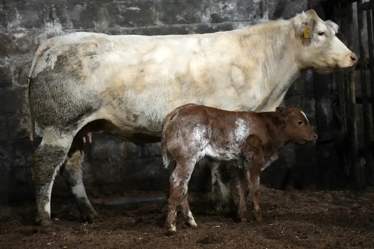 🌟 5 Show Stopper Outfits 🌟 - Image 3