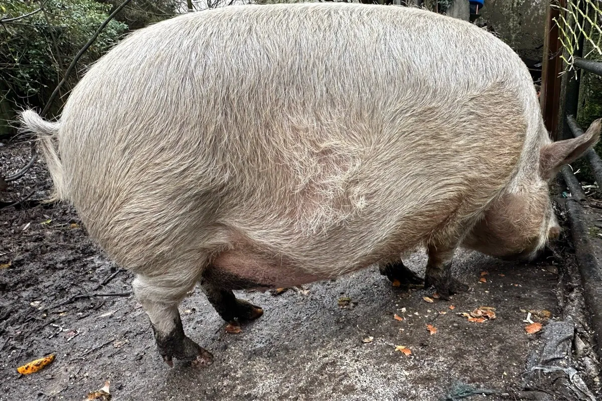 Organic Fat Pig - Image 2