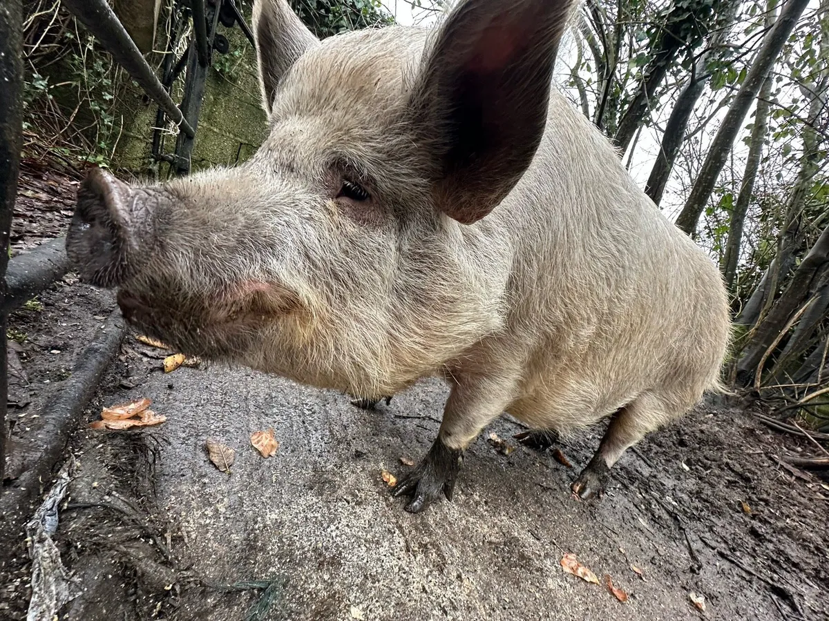 Organic Fat Pig - Image 3