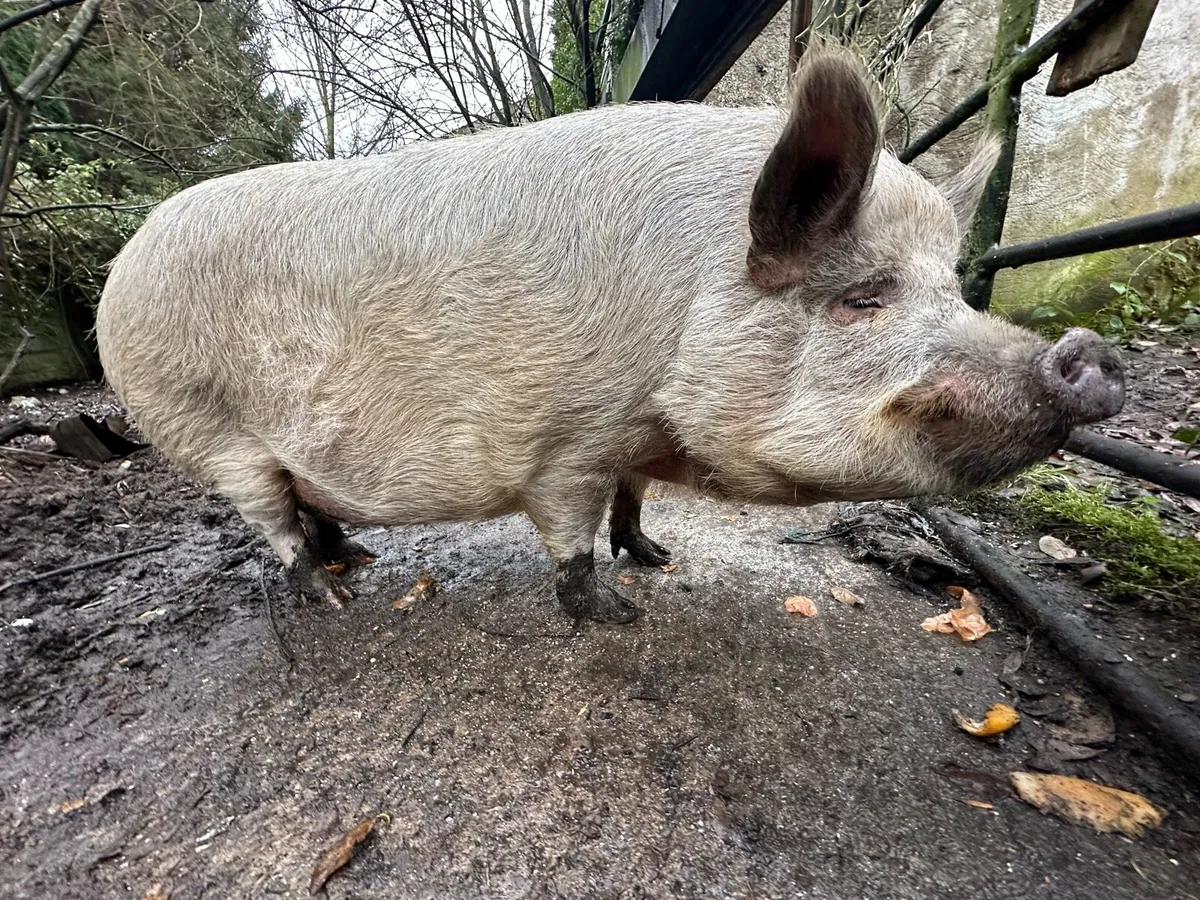 Organic Fat Pig - Image 1