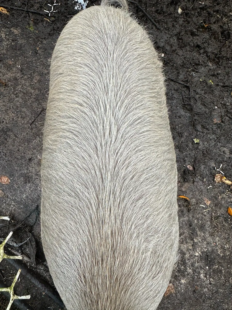 Organic Fat Pig - Image 4