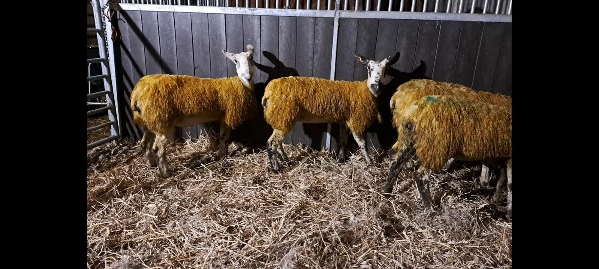 Pedigree Bluefaced Leicester ewe lambs - Image 2