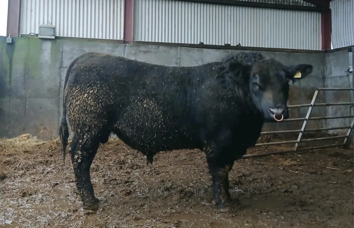 Angus Bulls - Image 2