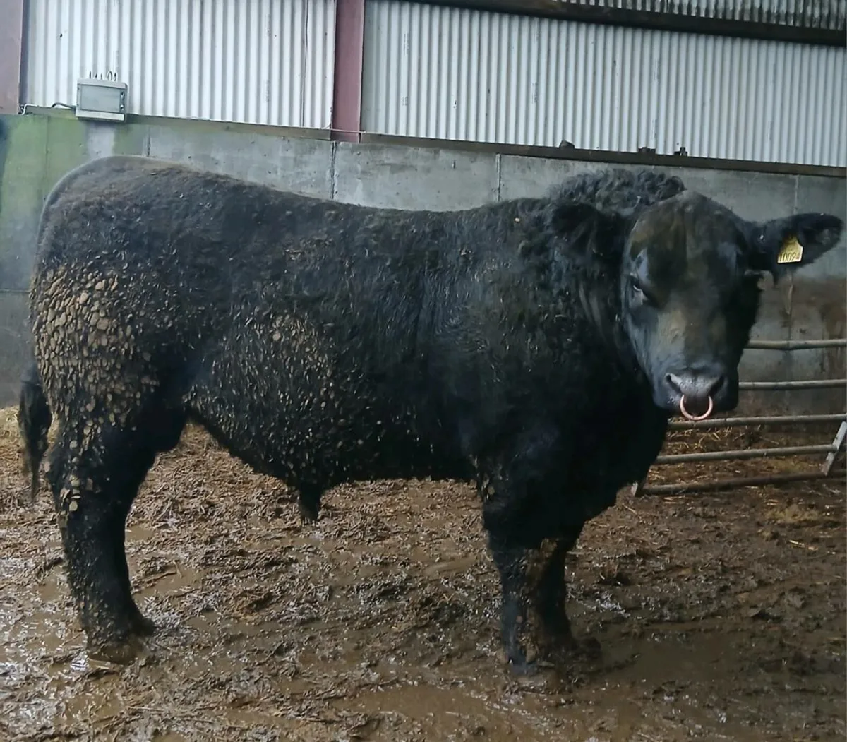 Angus Bulls - Image 1