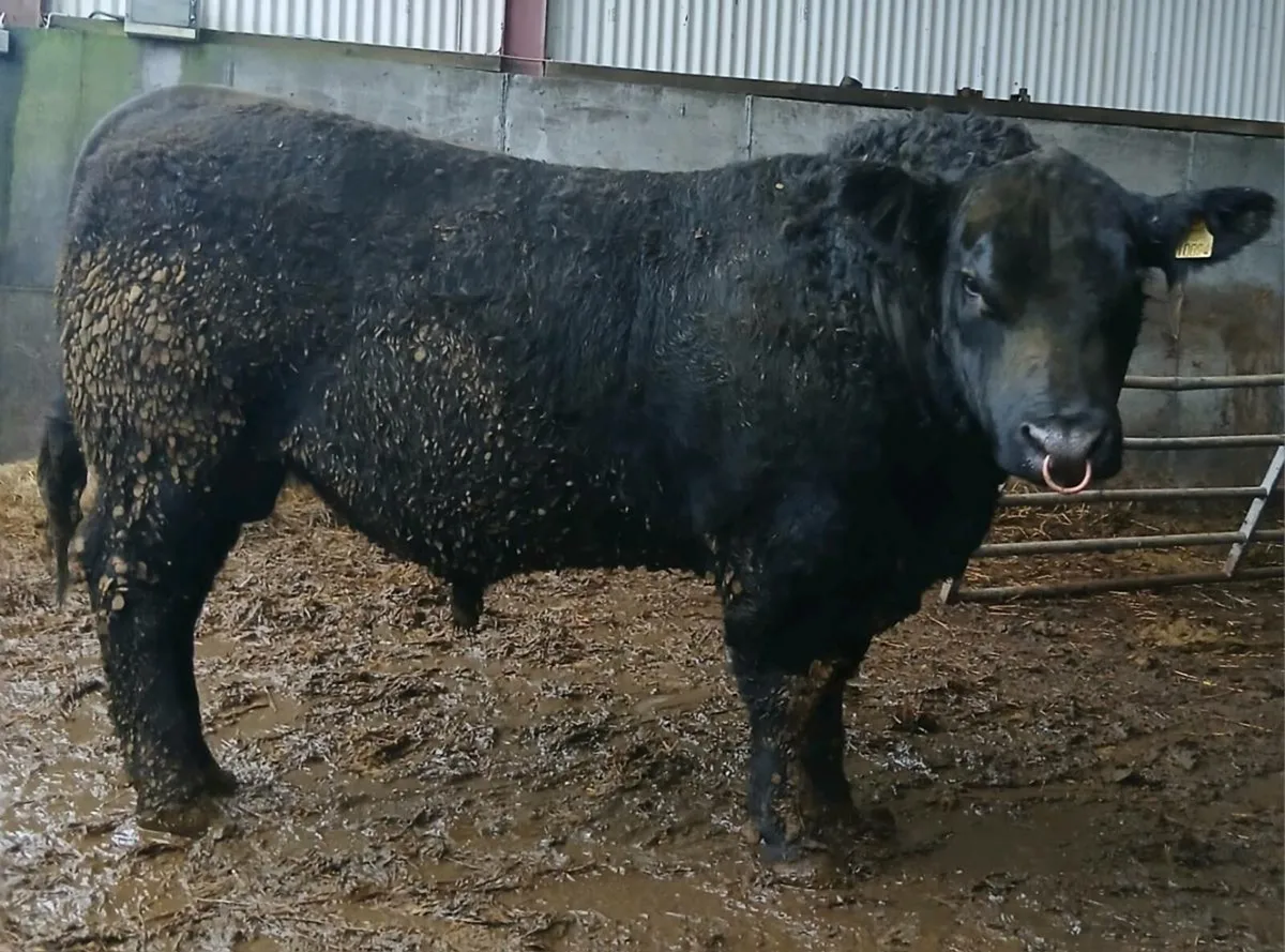 Angus Bulls - Image 3