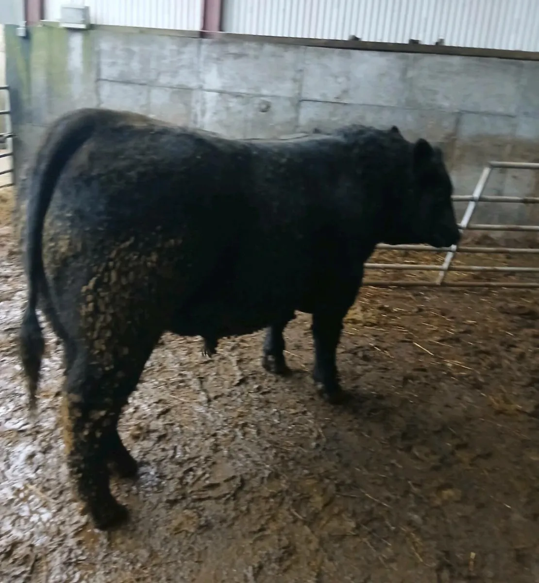 Angus Bulls - Image 4