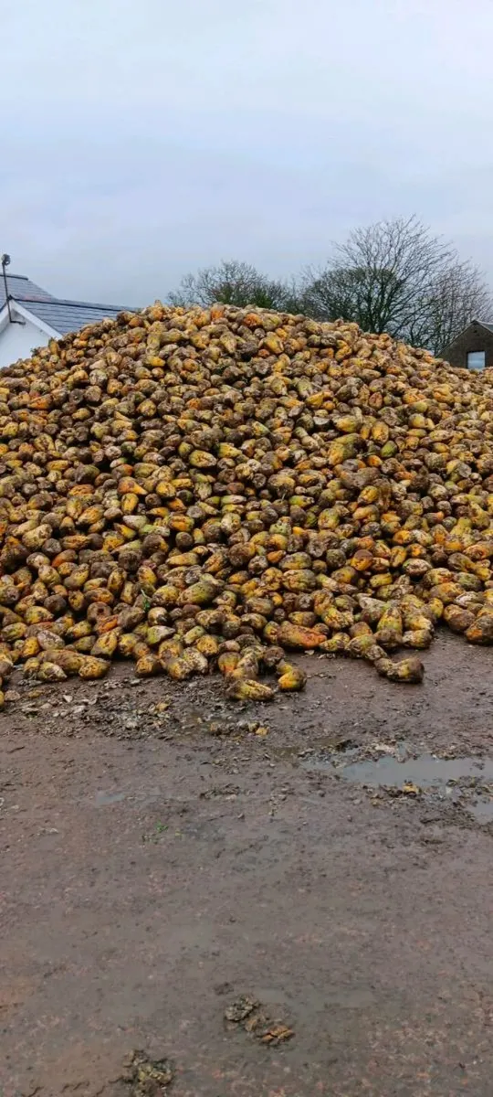 Fodder beet - Image 2