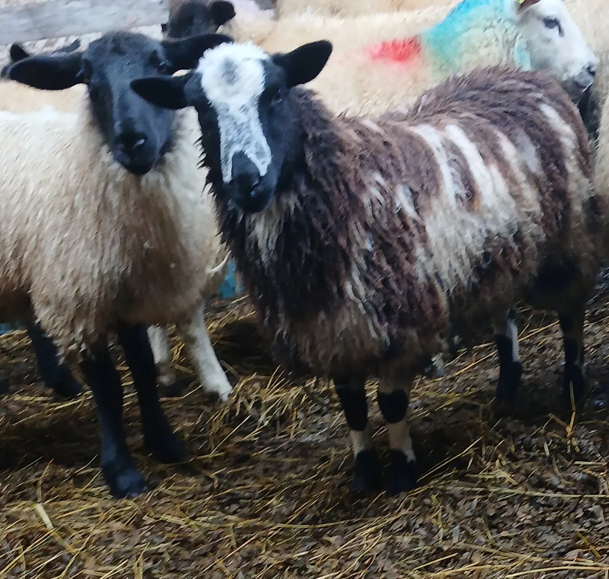 Dutch spotted - Image 1