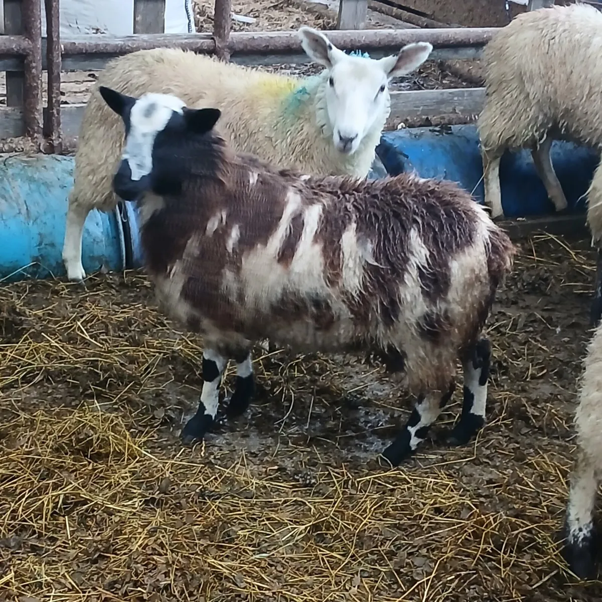 Dutch spotted - Image 2