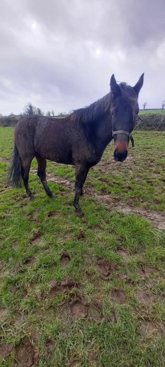 4yr old Thoroughbred - Image 3