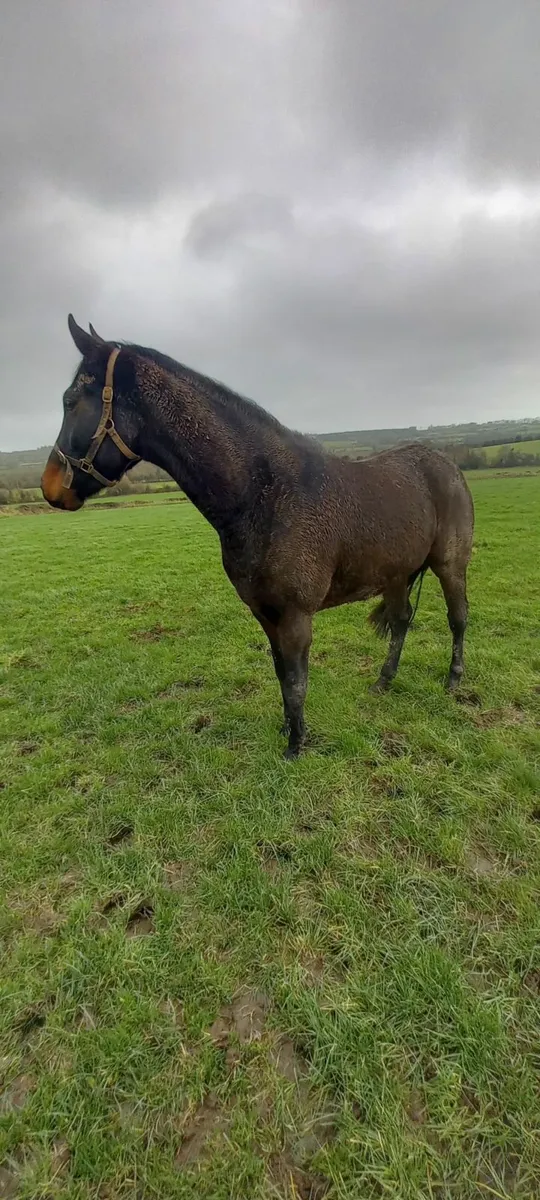 4yr old Thoroughbred - Image 4